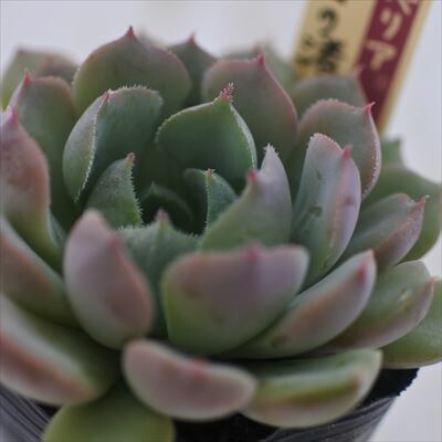 楽天市場】多肉植物 oriミックスベリア No.017 雲の花 多肉植物 お