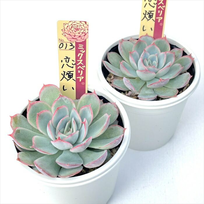 SALE／55%OFF】 (韓国苗)割引対象です☆ huriru - 植物/観葉植物