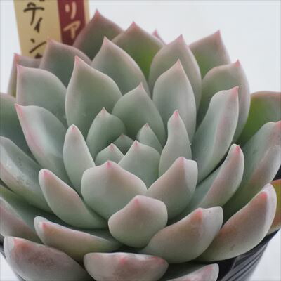 ❤️確認用❤️ミックスベリア❤️プリンセスティアラ❤️抜き苗♪札なし✨メルカリ便✨ 16708_6.jpg