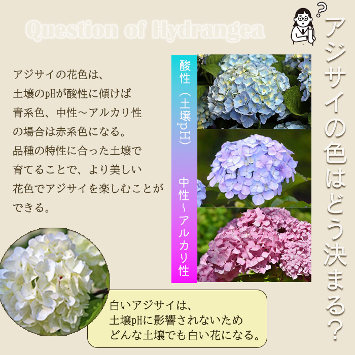 限定ラタン☆紫陽花と白い花☆お花シリーズ④ インテリア雑貨
