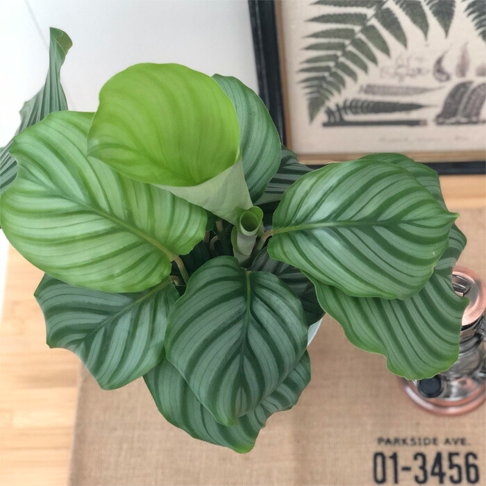 観葉植物 カラテア オルビフォリア 6号鉢 送料無料 観葉植物 室内 