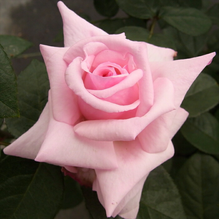 楽天市場】予約販売 バラ 苗 バラ 新苗 つるバラ カーディナルヒューム