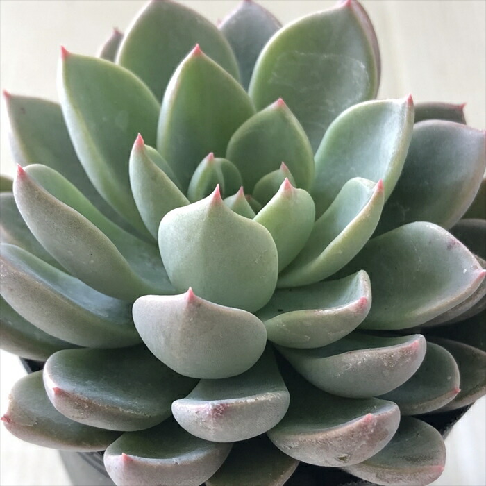 多肉植物 エケベリア Yahoo!オークション - 128株 C271-4多肉植物 エケベリア 厚い夢