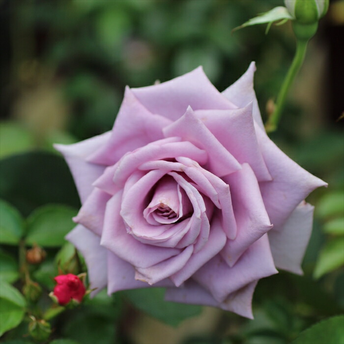 （正規品）新苗6号鉢　ポルトブルー　ロサオリエンティス　バラ苗　ロサオリ 送料無料 ポルト ブルー6号鉢大苗予約 鉢植え バラ 薔薇 ロサ オリエン