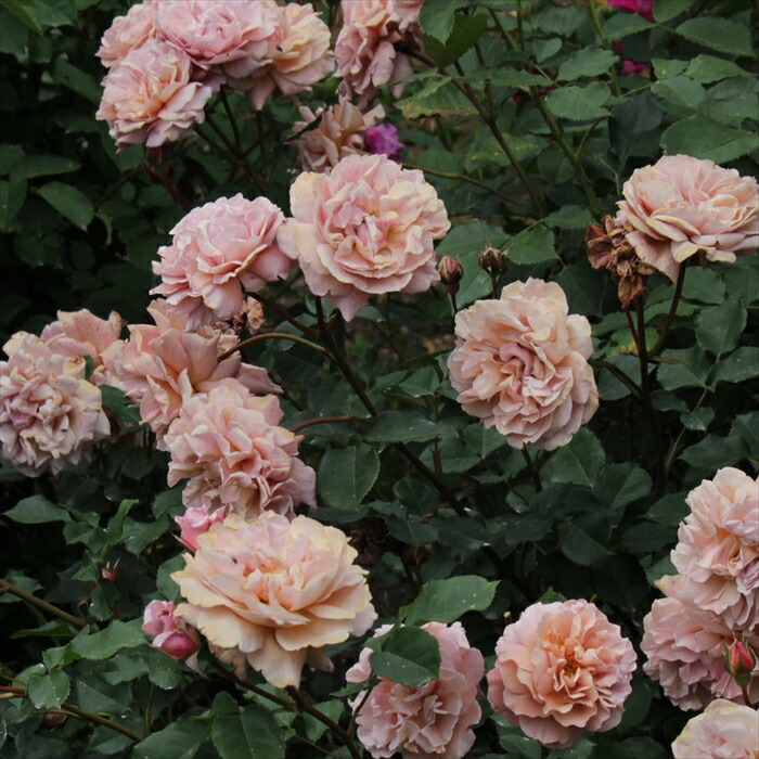 楽天市場】【まもなく締め切り】 予約販売 バラ 苗 バラ 新苗 空蝉