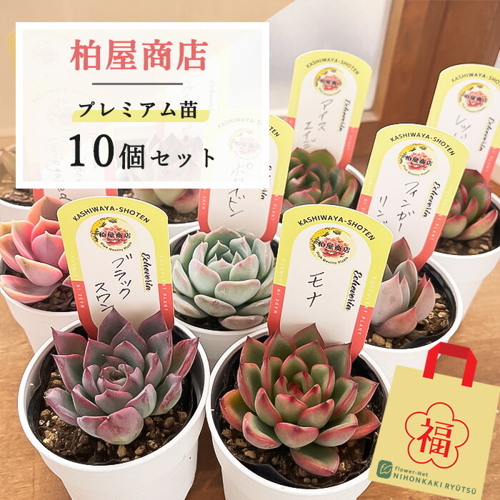 楽天市場】多肉植物 seセダム ペレスデラロサエ ピンクエッジ 多肉植物 セダム 7.5cmポット : フラワーネット 日本花キ流通