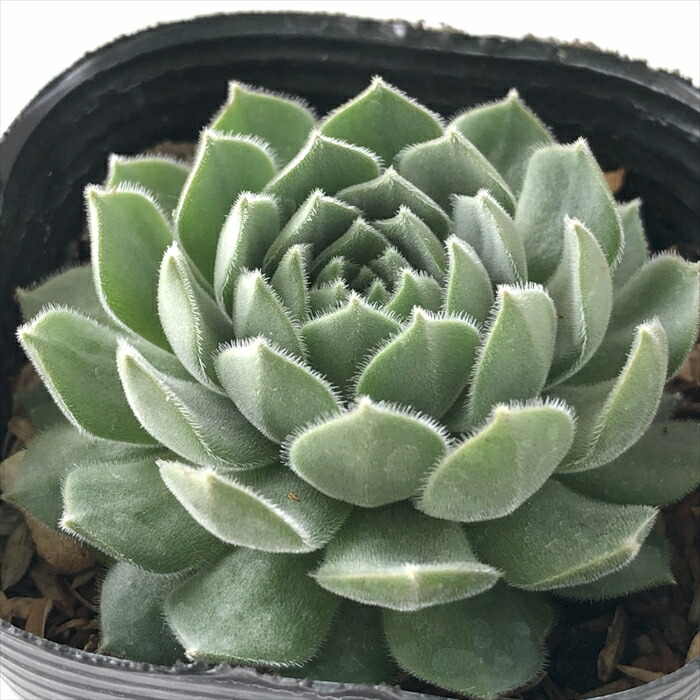 センペルビウム　タルク　① 多肉植物 センペルビウム タルク 7.5cmポット 観葉植物 インテリア siz