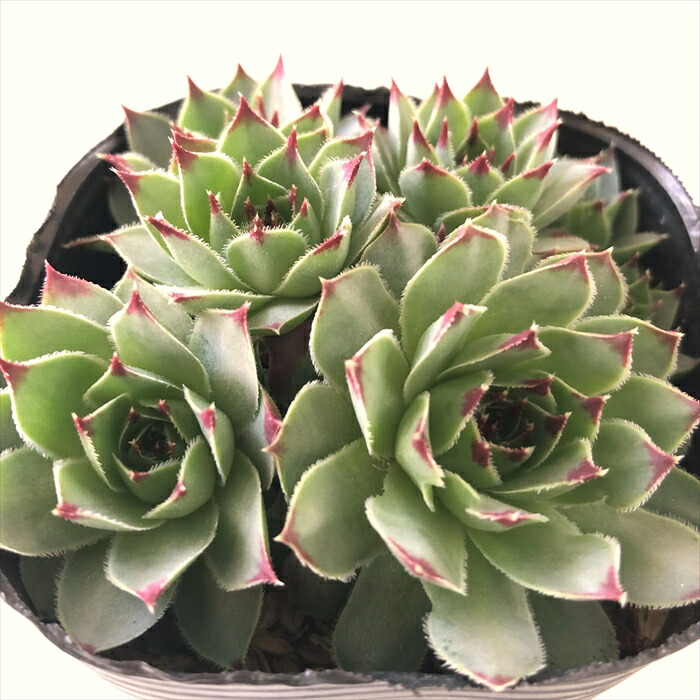 楽天市場】多肉植物 sw石蓮花 食べれる多肉植物 セキレンカ 血糖