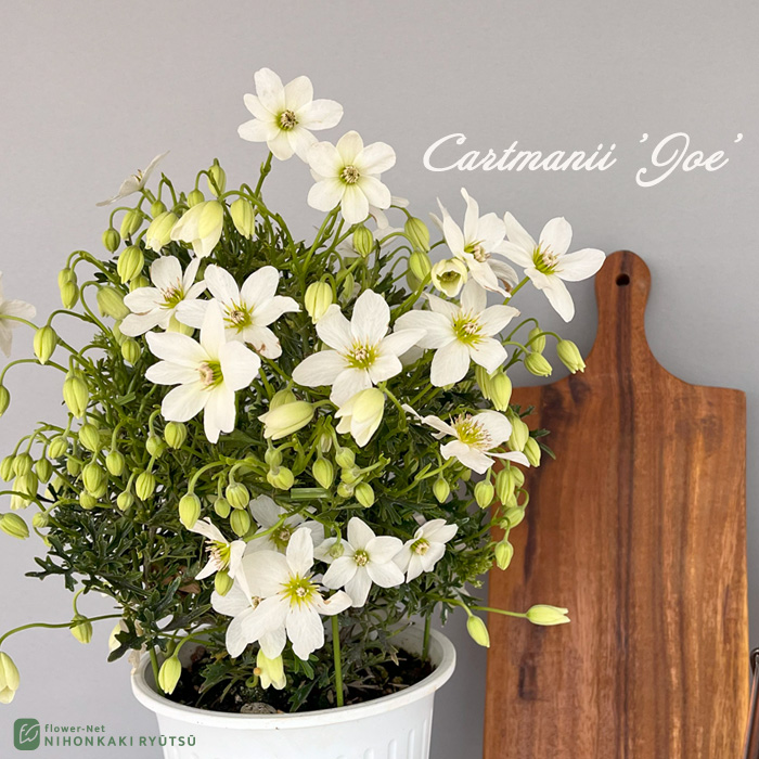 楽天市場】予約販売 クレマチス 流星 5号鉢 リュウセイ 登録品種 送料