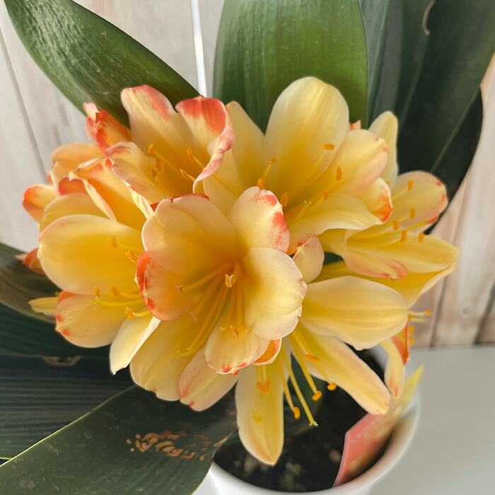 楽天市場】（花終わり）黄花クンシラン(君子蘭) 細葉タイプ 6号鉢植え