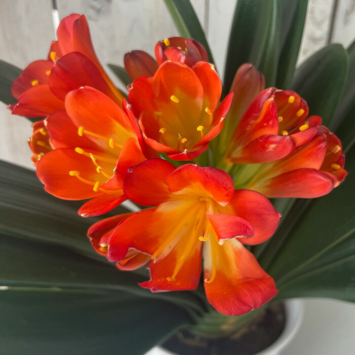 t.hidaka 1982.3月　君子蘭 t.hidaka 1982.3月 君子蘭 2025年最新】Yahoo!オークション