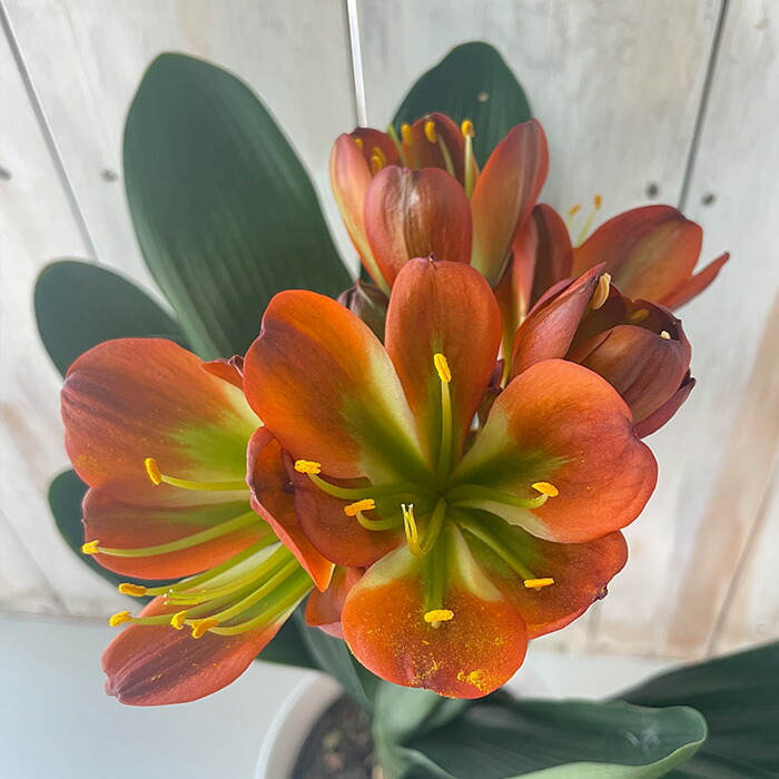 楽天市場】予約販売 君子蘭 ダルマ君子蘭 5号鉢 花芽付き