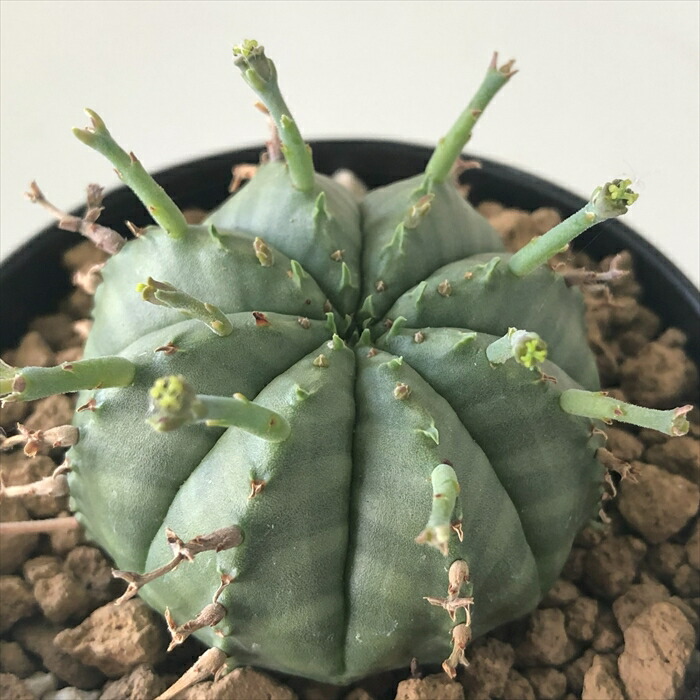 楽天市場】多肉植物 caコミフォラ アフリカーナ 現品販売 1026