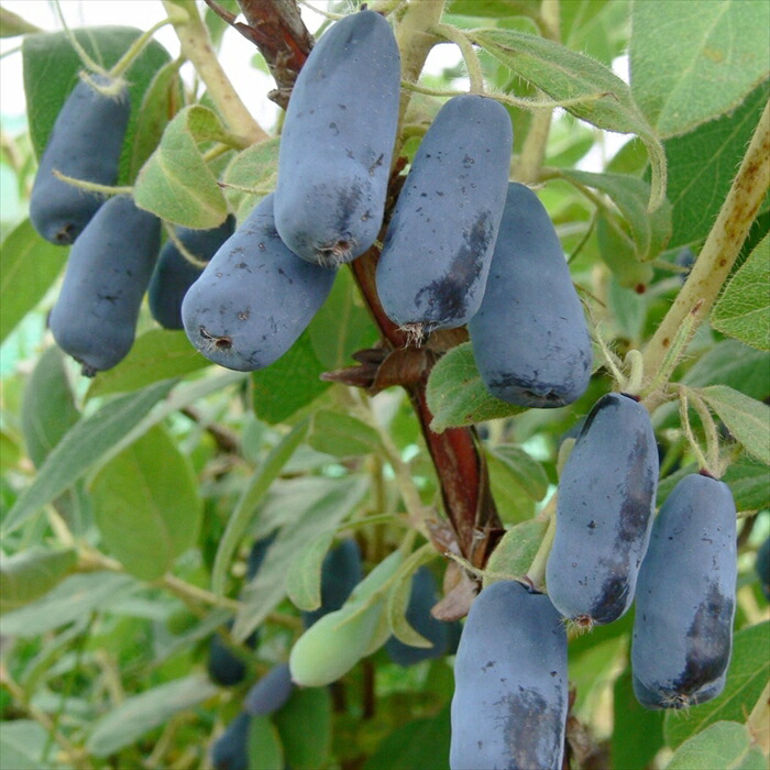 楽天市場】予約販売 チョコレートベリー 苗 ネロ 10.5cmポット