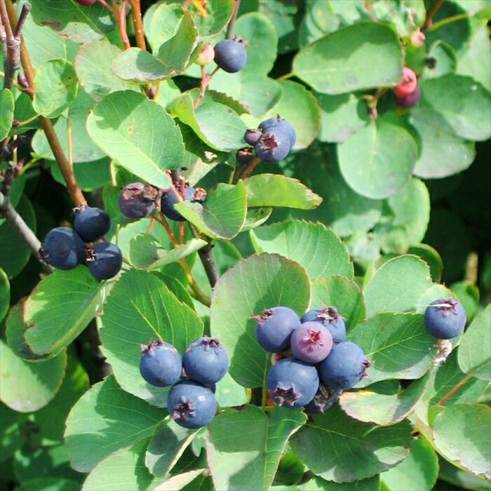 アロニアの苗木　大苗　チョークベリー　果樹/観賞用樹木 hanahirobaonline_aronia-