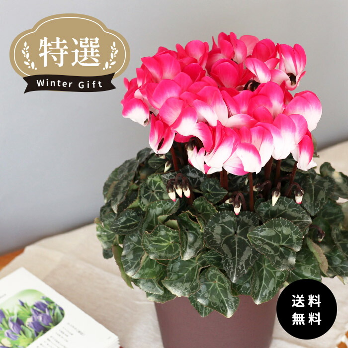 楽天市場】11月下旬以降お届け予約品 シクラメン インディアカ