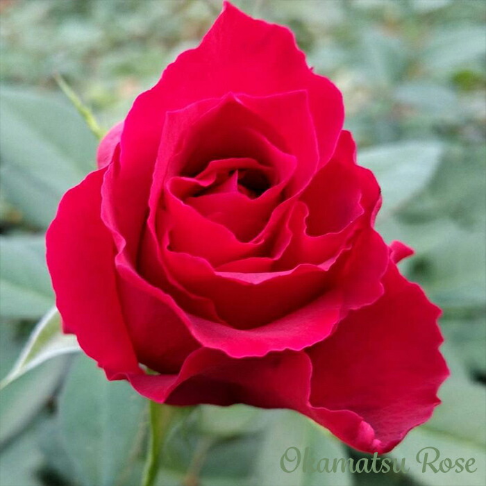 楽天市場】【まもなく締め切り】予約販売 バラ苗 バラ新苗