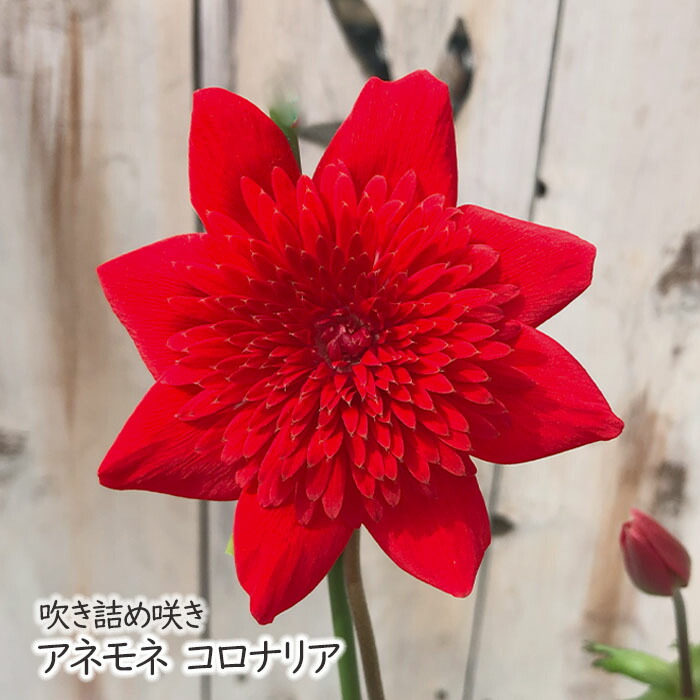 楽天市場】春のガーデニング 吹き詰めアネモネ フルダブルアネモネ 万
