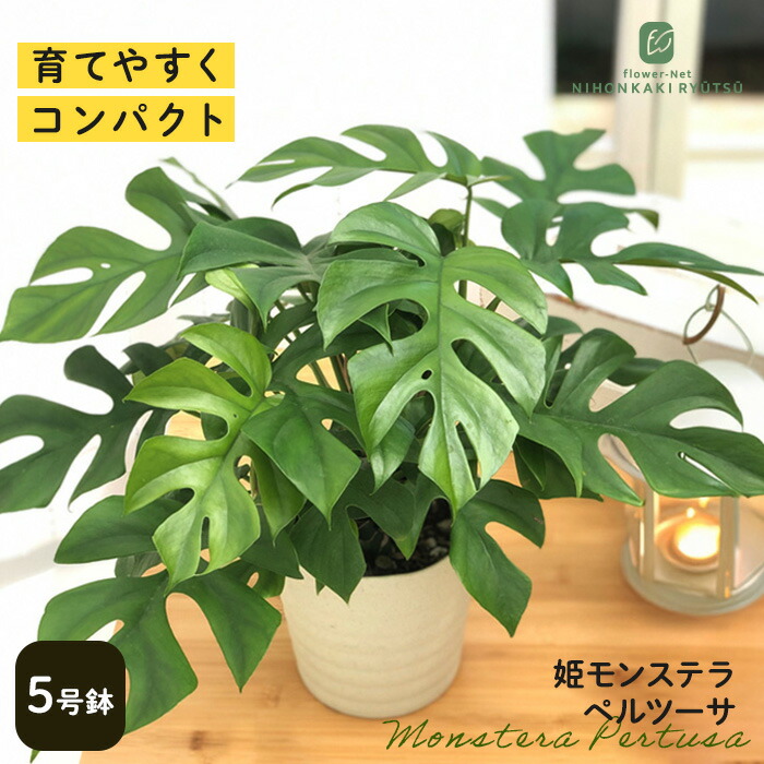 楽天市場】ヒメモンステラ4号 鉢植え グリーン 観葉植物 モンステラ
