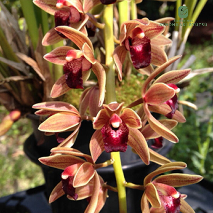 楽天市場】ニホンミツバチ誘引蘭 CYM ドロシーSフォアゴットン