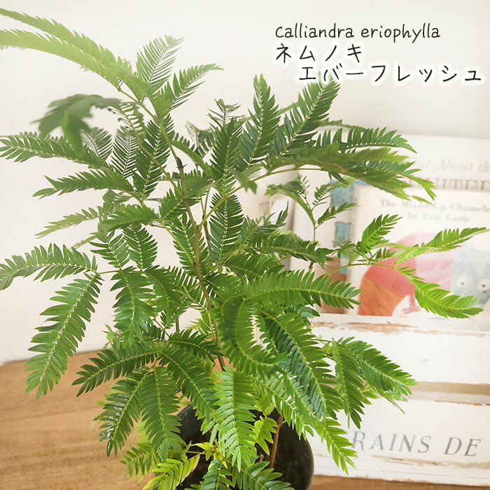 楽天市場】観葉植物 ゴムの木 フィカス ティネケ 6号鉢 送料無料 楽天市場】観葉植物 ゴムの木 フィカス ティネケ 6号鉢 送料無料