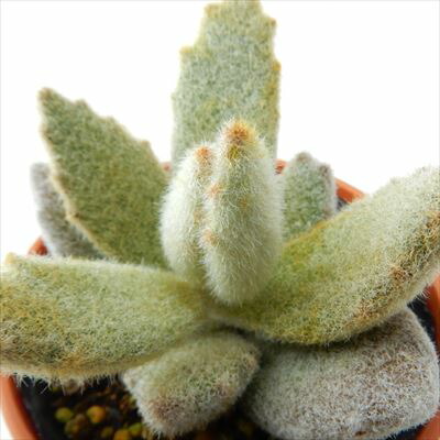 プ*太様 激レア！子株付き♪カランコエ「雪だるま」名札付き6cmポット苗 多肉植 プ*太様 激レア！子株付き♪カランコエ「雪だるま」名札付き6cmポット