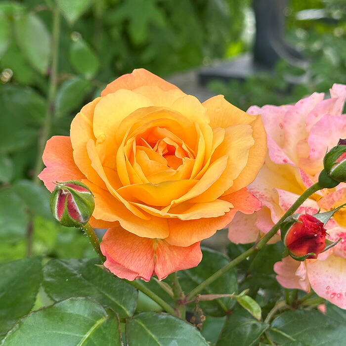 ふれ太鼓（大苗）7号鉢植え バラ苗 オレンジ つるバラ 四季咲き