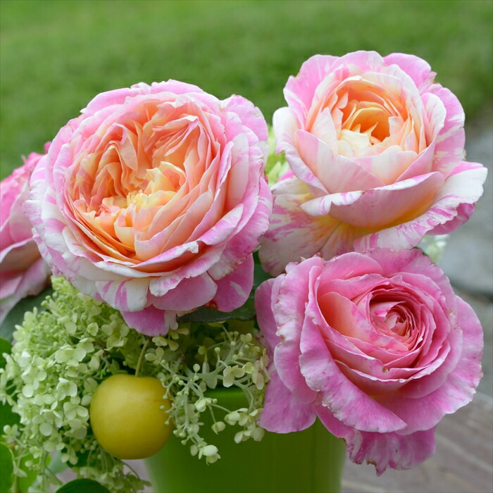 楽天市場】予約販売 バラ 苗 バラ 新苗 デルバール ラドルチェヴィータ