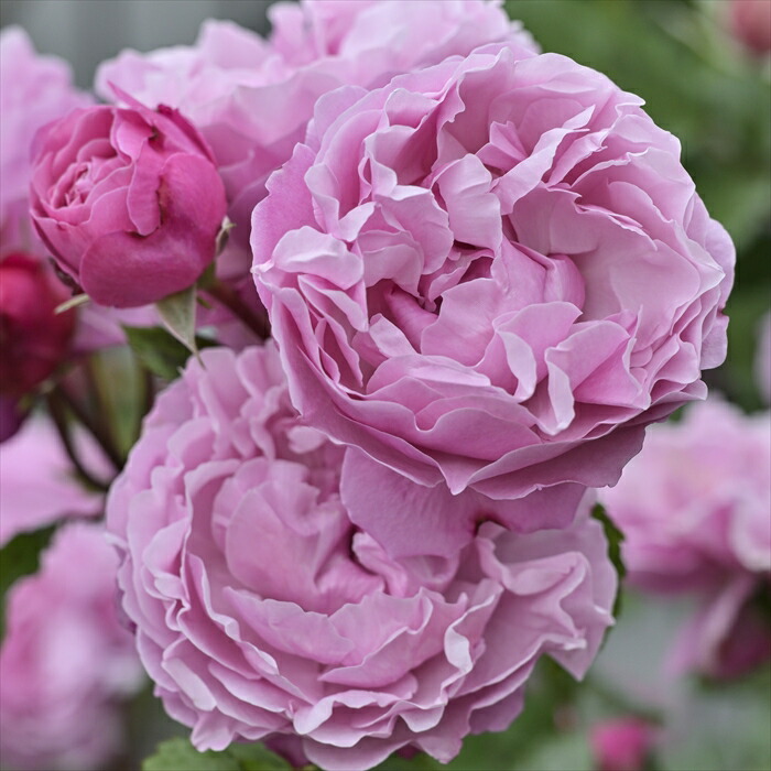 楽天市場】予約販売 バラ 苗 バラ 新苗 デルバール ギーサヴォア 契約