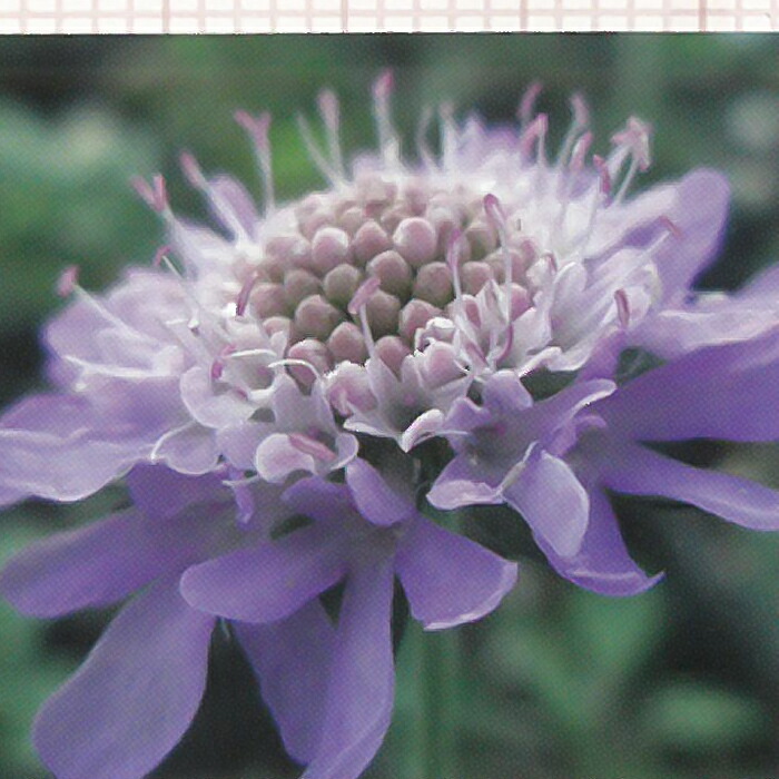 楽天市場】予約販売 宿根草の咲く庭 リクニス 苗 レッドクロス 9cm