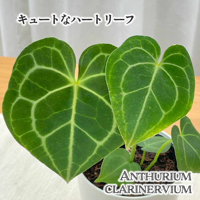 楽天市場】観葉植物 cot スキンダプサス トレビー 4号鉢