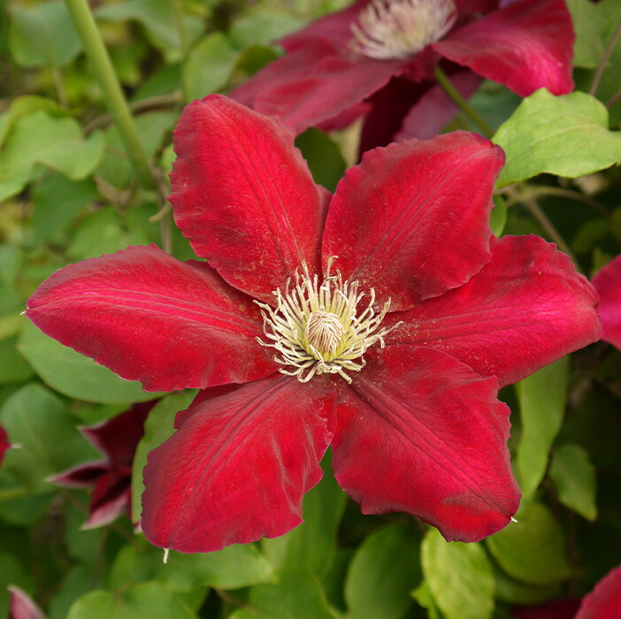 楽天市場】クレマチス 苗 マダムバロンベイヤール ジャックマニー系 2