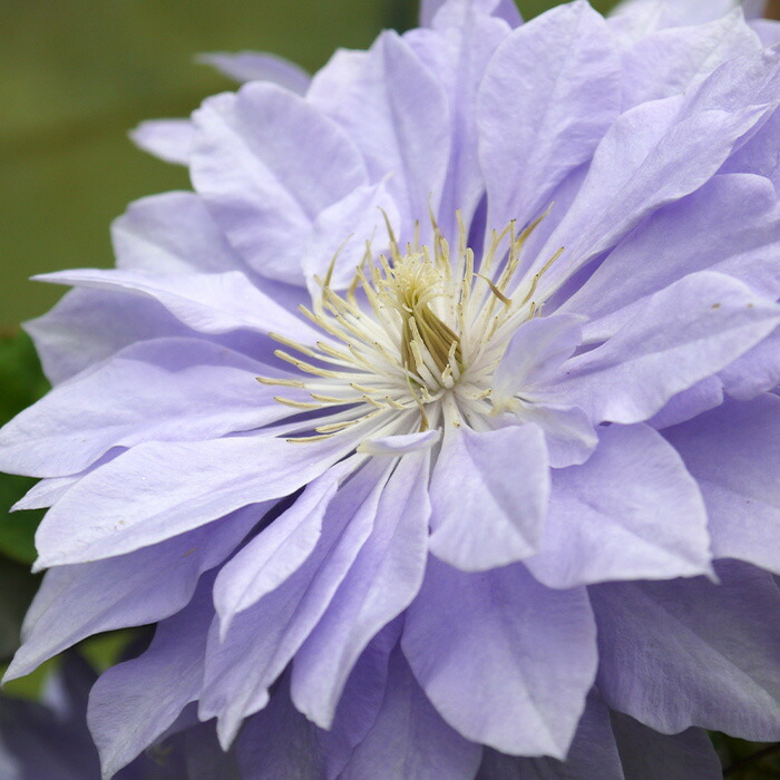 楽天市場】予約販売 クレマチス 苗 ビビアンペンネル パテンス