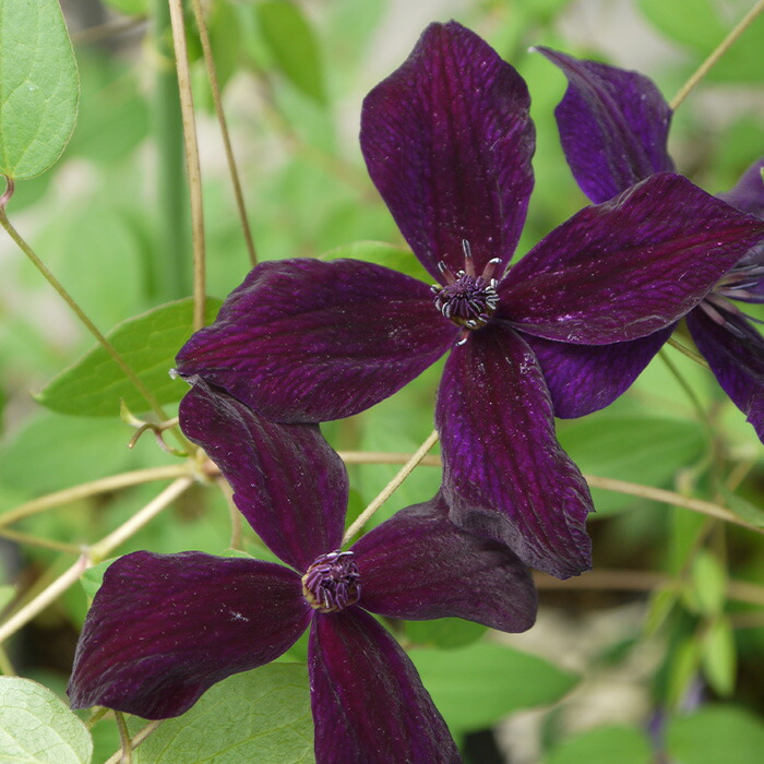 楽天市場】予約販売 クレマチス 苗 ソーダティーヤ ビチセラ系 2