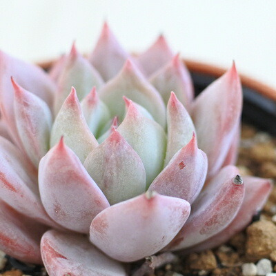 楽天市場】多肉植物 hmエケベリア オルペット 多肉植物 エケベリア 6cm