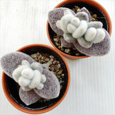 多肉植物 Hmカランコエ 福兎耳 雪だるま 多肉植物 カランコエ 6cmポット Educaps Com Br 多肉植物 Hmカランコエ 福兎耳 雪だるま 多肉植物 カランコエ 6cmポット Educaps Com Br