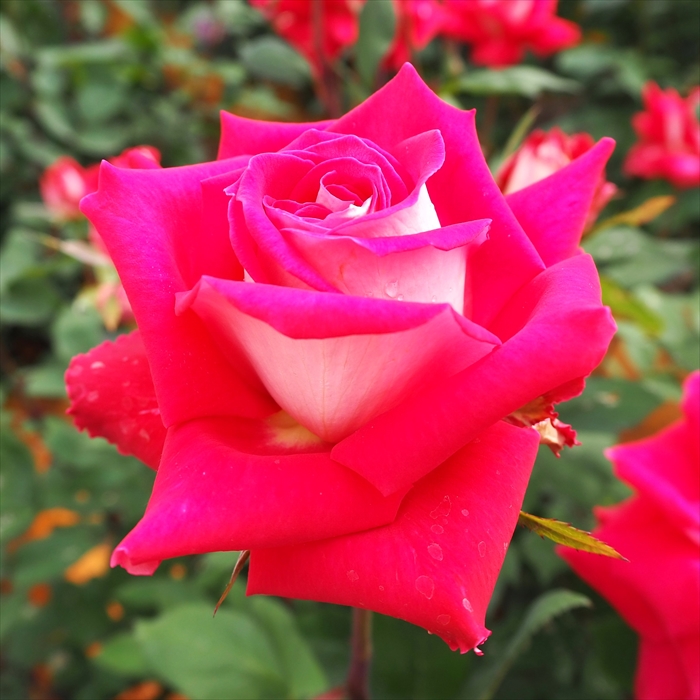 ドイリー1166❤️薔薇の花園大きなドイリー✨55cm クーポン対象外】 ドイリー1166❤️薔薇の花園大きなドイリー