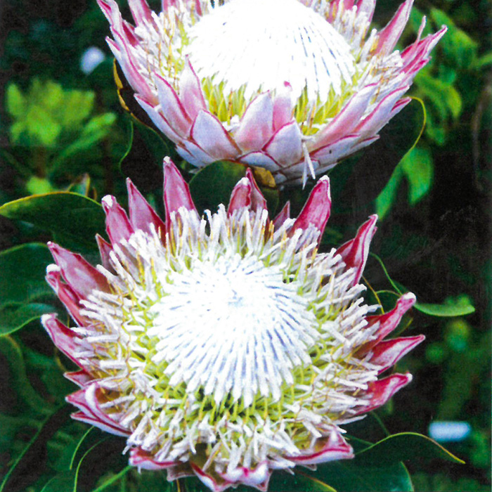 楽天市場】キング・プロテア（プロテア・キナロイデス） 3寸ポット苗