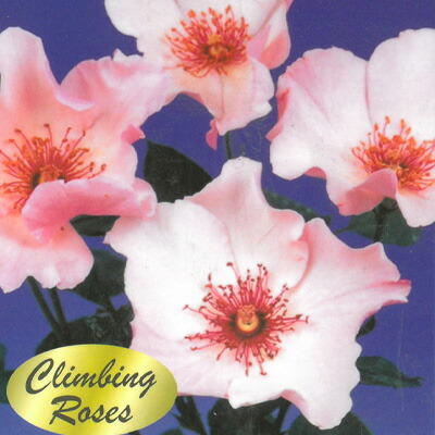 楽天市場】予約販売 バラ 苗 バラ 新苗 中輪 ミッドナイトブルー