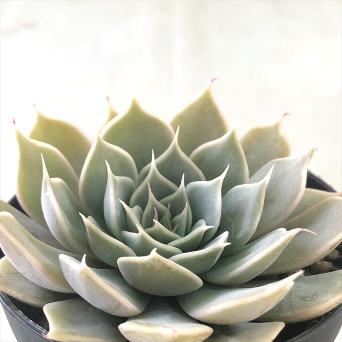 楽天市場】多肉植物 skエケベリア ラウリンゼ×リラシナ 多肉植物