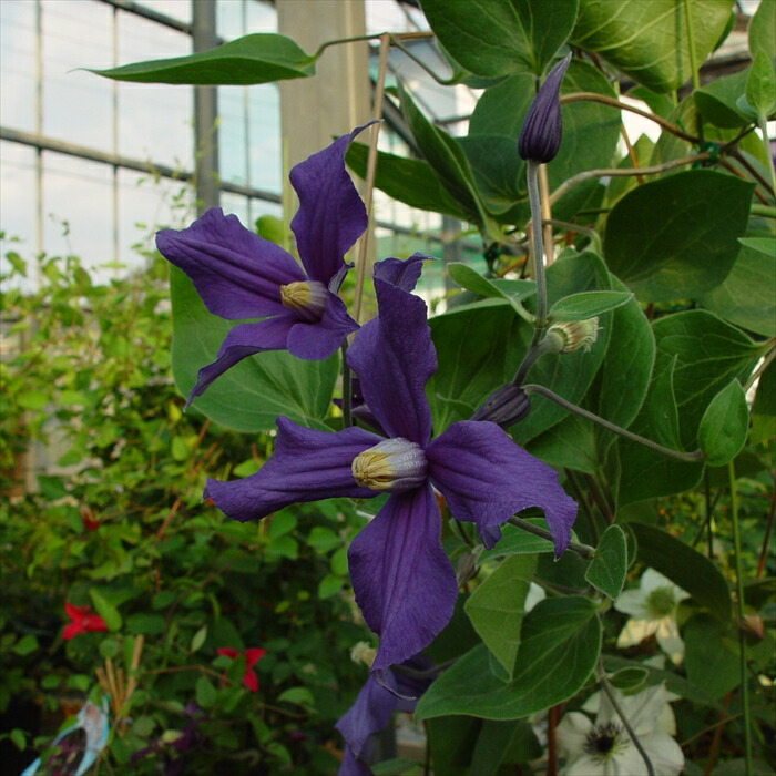 楽天市場】予約販売 クレマチス 苗 ミクラ ジャックマニー系 落合さん