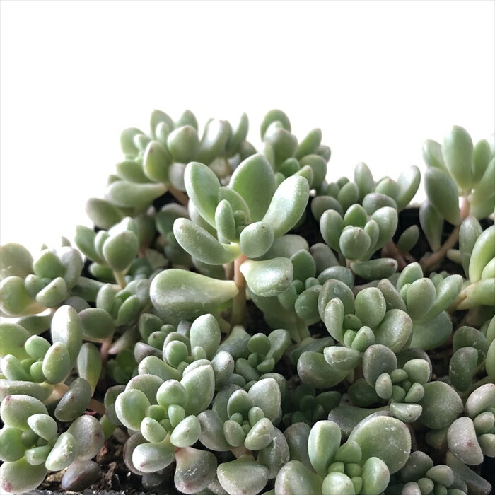 楽天市場】多肉植物 hmセデベリア オレンジドリーム 多肉植物