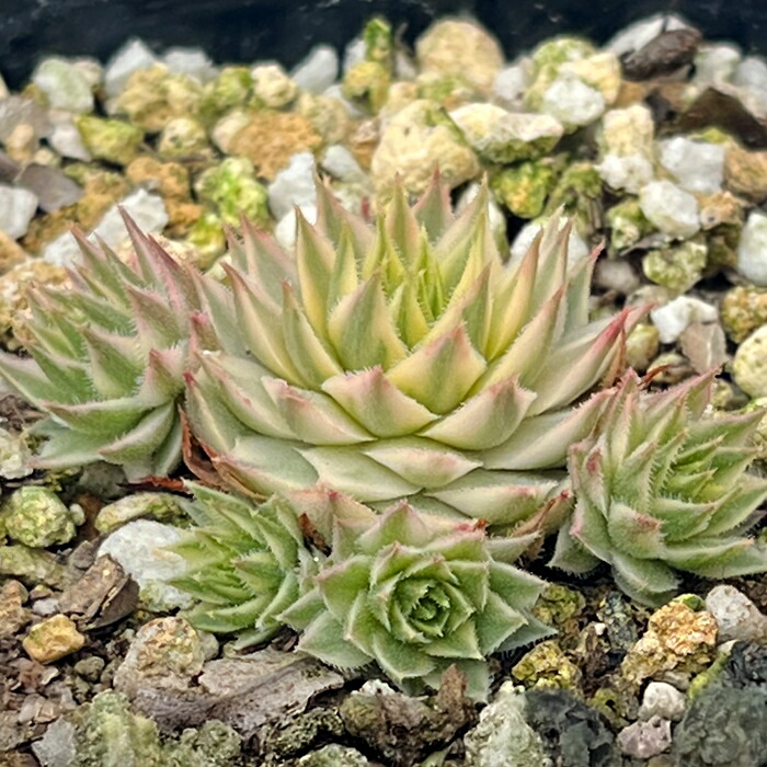 楽天市場】多肉植物 seクラッスラ ネモロサ 多肉植物 クラッスラ 7.5cm