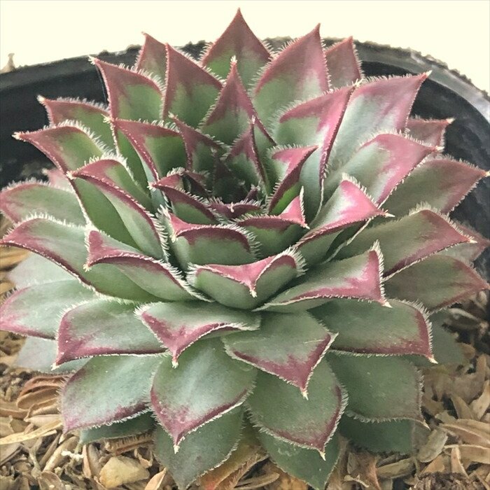 楽天市場】多肉植物 sfセンペルビウム キューベンセ 7.5cmポット