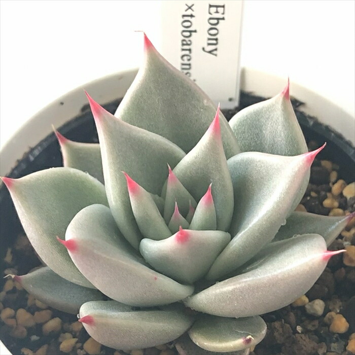 楽天市場】多肉植物 O'sエケベリア キングクリムゾン×クリス