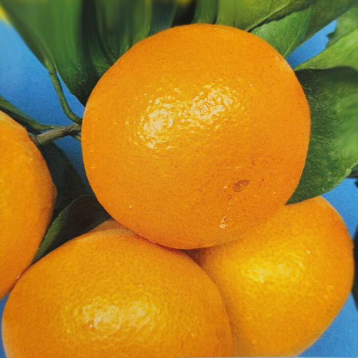 楽天市場】みかん苗 ふくれみかん（福来） 13.5cmポット 送料無料