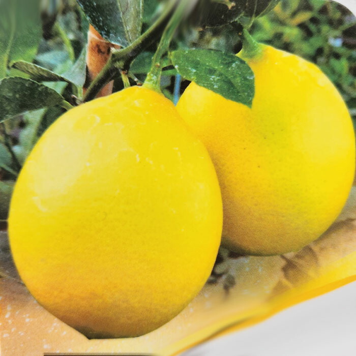 楽天市場】2025年NEW 果樹 ドワーフラフマイヤーレモン 苗木 柑橘 檸檬