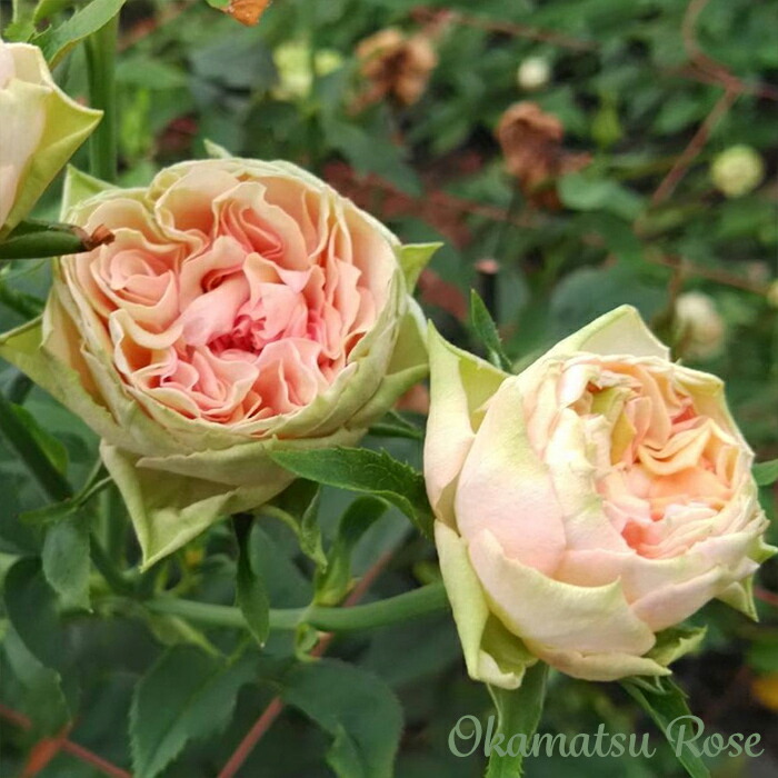 楽天市場】予約販売 バラ苗 バラ新苗 ゴットグリグリ 契約品種 薔薇