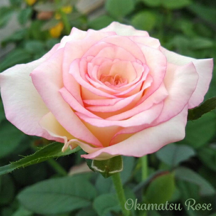 ❀ご購入前にコメントお願い致します❀　バラ　苗 ❀ご購入前にコメントお願い致します❀ バラ 苗 小さめ 輸入バラ