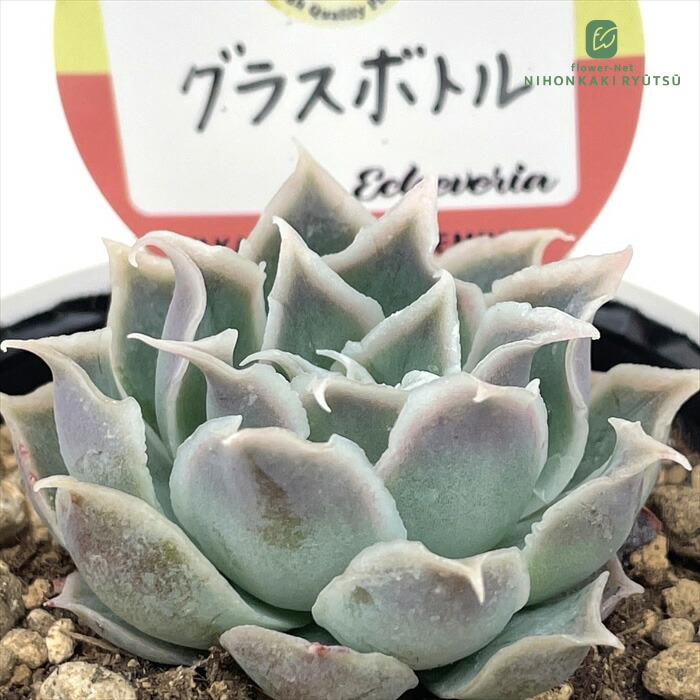 楽天市場】多肉植物 エケベリア エレガンスブルー 7.5cmポット 柏屋